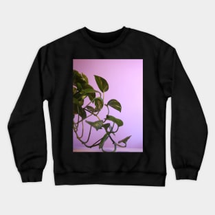 Money plant photography Crewneck Sweatshirt